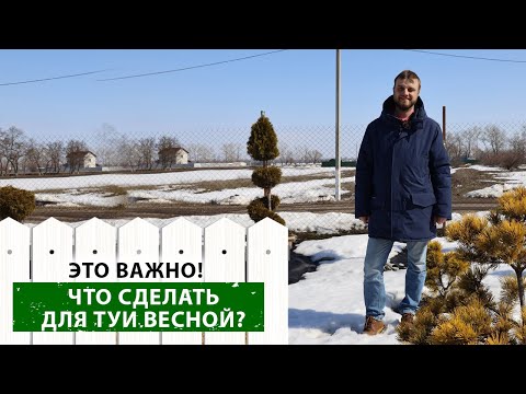 Видео: Туя весной: что нужно сделать, чтобы она порадовала вас?