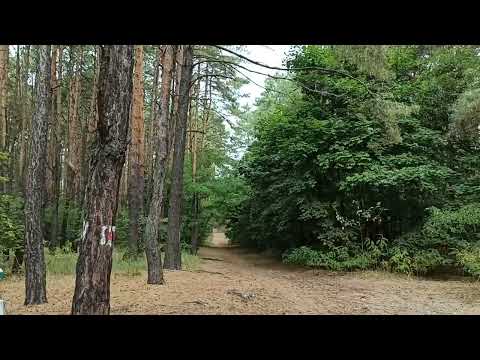 Видео: ASMR Forest Sounds, Bird Song || АСМР звуки лісу, пташиний спів