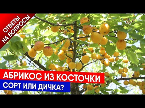 Видео: Абрикос из косточки - сорт или дичка?