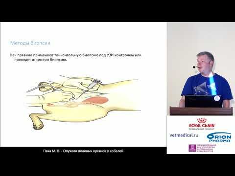 Видео: Пака М. В. - Опухоли половых органов у кобелей