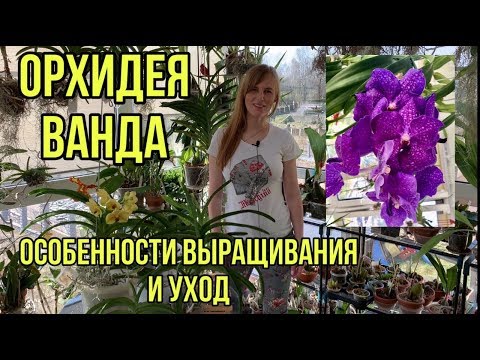 Видео: Орхидея Ванда Vanda в стеклянной вазе. Уход в домашних условиях