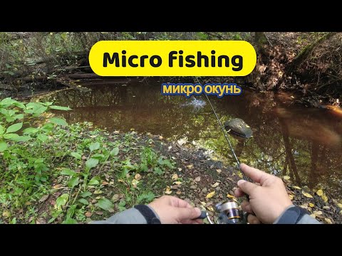 Видео: #мормышинг | Плотва и окунь в конце августа |