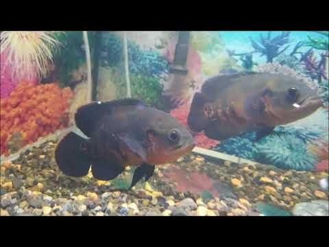 Видео: Море эмоций несет нам Астронотус Тигровый! Знакомство.