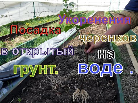 Видео: Виноград . Простейшее укоренения черенков , без дополнительных затрат .  Часть 2.