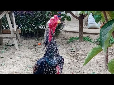 Видео: ПАРВОЗЛАР УЧУН ЯНГИ ВИДЕО 