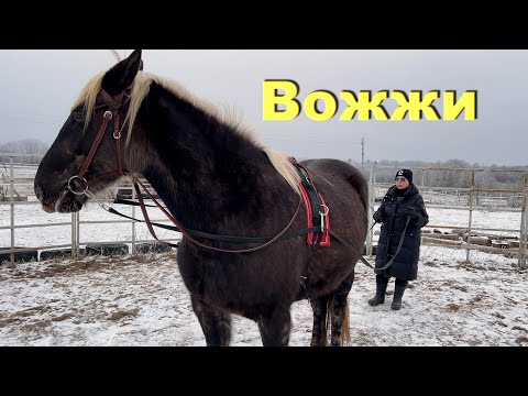 Видео: Принципы работы на вожжах