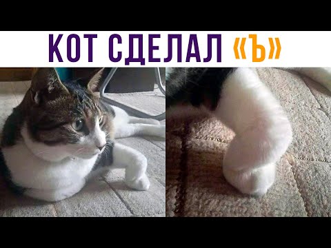 Видео: Кот сделал Ъ, распространите!))) Приколы с котами | Мемозг 673