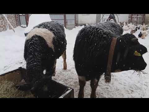 Видео: ТЕЛЕНКУ БОРЬКЕ 3 МЕСЯЦА !!! ЯШКА И КВИТА))) ИНДОУТКИ!!!