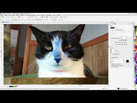 Видео: Грибковые проблемы, Красители и Антикрасители