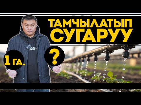 Видео: Бир гектарга канча сом кетет? Тамчылатып сугаруу. Капельное орошение. Датка