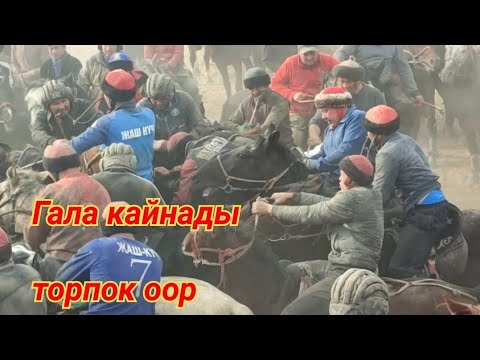 Видео: 02.11.23 Тарговый Аламан улак ух галани кара