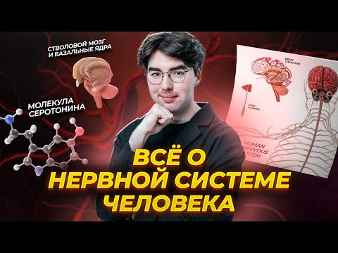 Видео: Нервная система человека для ОГЭ по биологии | Умскул