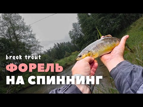 Видео: Дикие поклевки ручьевой форели на спиннинг