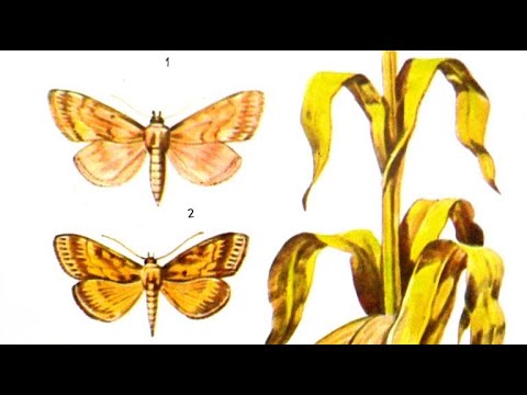 Видео: Вредители кукурузы, меры борьбы.
