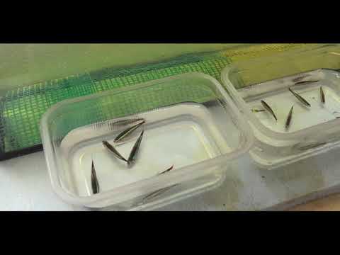 Видео: Стайное разведение красных неонов часть 2