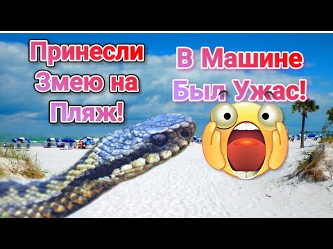 Видео: Принесли Змею на Пляж!Я в Шоке!Нет мест на Пляже Сиеста Бич