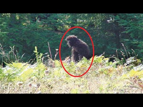Видео: Бигфут существует | Does Bigfoot really exist, Real encounters and evidence