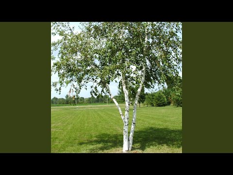 Видео: Не чекист ли, братец, ты?