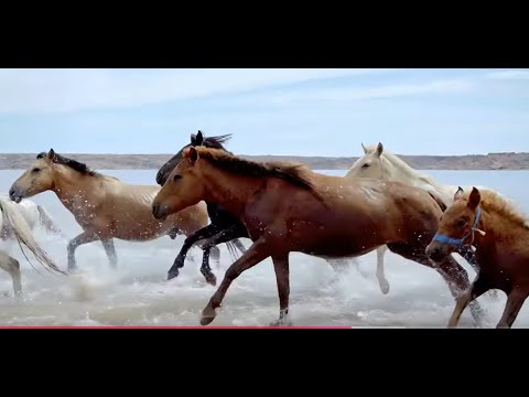 Видео: Гэгээн нуурын хөвөөнд