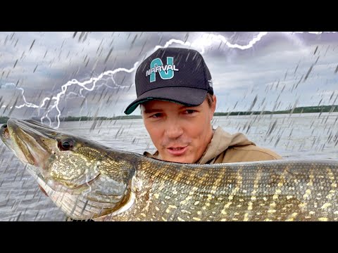 Видео: ЖРУТ ВСЁ ПОДРЯД! Я В ШОКЕ ОТ ТАКОЙ РЫБАЛКИ! БЕШЕНЫЕ ГОРБАЧИ И ЩУКИ!