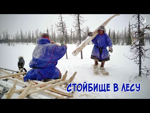 Видео: Великий кочевник Няду. Стойбище в лесу.