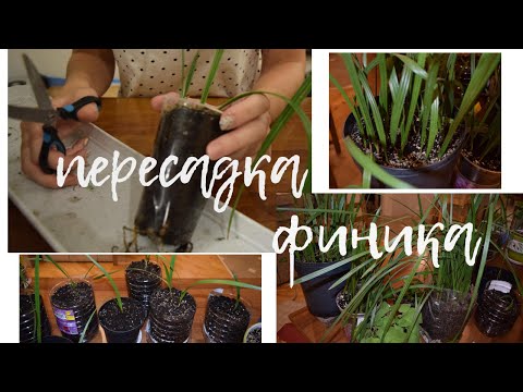 Видео: Пересадка финика. Финиковая пальма из косточки
