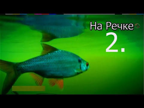 Видео: 2. Рыбалка на речке на боковой кивок, насадка опарыш, Ловля плотвы, леща, подводная съёмка. Часть 2.
