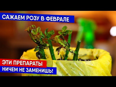Видео: Сажаем розу в феврале. Эти препараты ничем не заменишь!