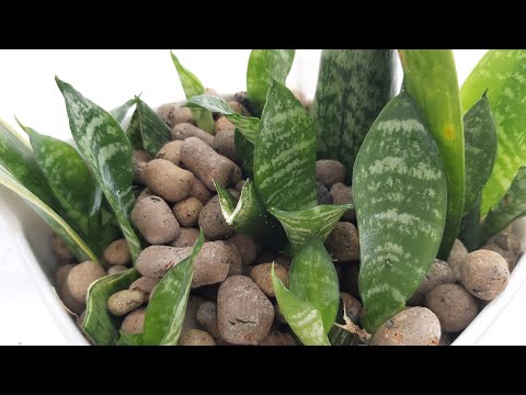 Видео: Сансевиерия размножение листом