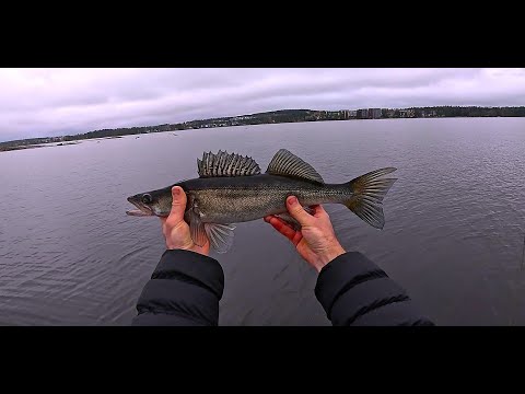 Видео: ХОТЕЛИ ЗАКРЫТЬ СЕЗОН , А РЫБА  ВСЕ КЛЮЕТ!! СУДАК ЗАБРЕЛ НА МЕЛКОВОДЬЕ!