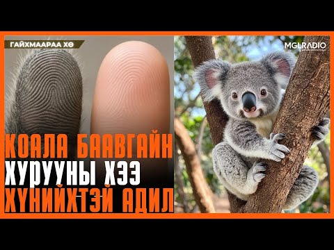 Видео: Гайхмаараа хө | 2025-11-04 | Коала баавгайн хурууны хээ хүнийхтэй адил