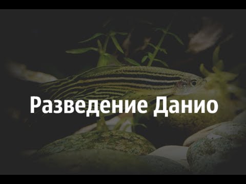 Видео: Разведение Данио