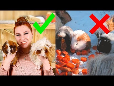 Видео: ВСЁ ДЕЛАЮ НЕПРАВИЛЬНО! 😎 СОДЕРЖАНИЕ МОРСКИХ СВИНОК В РАЗНЫХ СТРАНАХ