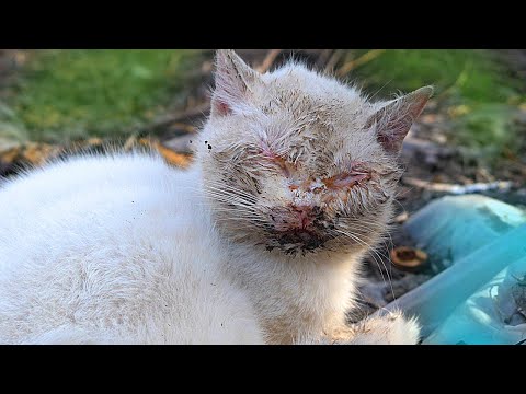 Видео: СПАСЕНИЕ КОТИКА с ЗГНИВШИМИ ГЛАЗАМИ..