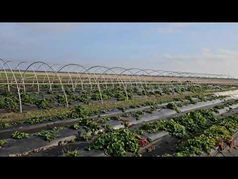 Видео: Старая пленка на новые балаганы. 5 ноября 2025.