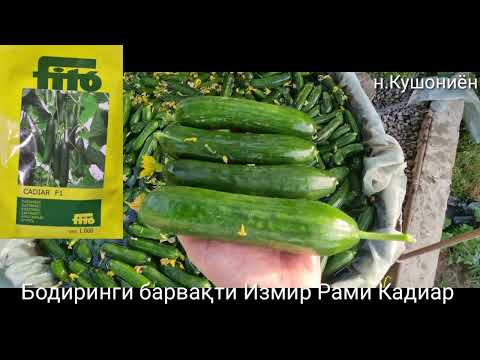 Видео: Тарзӣ шустан ва қопча кардани бодиринг. Рами F1 Измир F1 Кадиар F1 фирма Фито