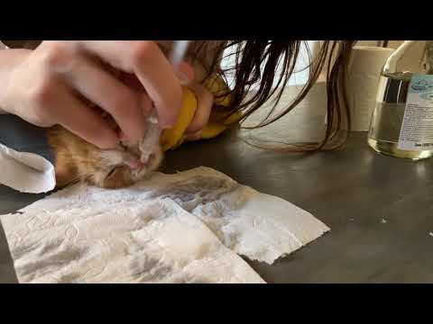 Видео: Лечение котёнка: промывание носика, бужирование новой стомы