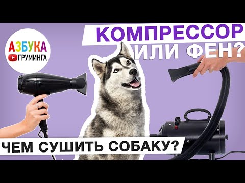 Видео: Фен или компрессор? Чем сушить собаку?
