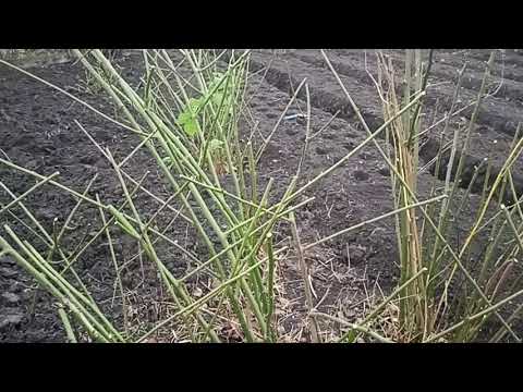 Видео: Особенности Выращивания Малины И Ежевики часть -2