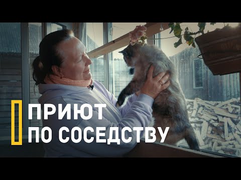 Видео: «Отказываются под предлогом «надоел». Как живут кошки в приюте