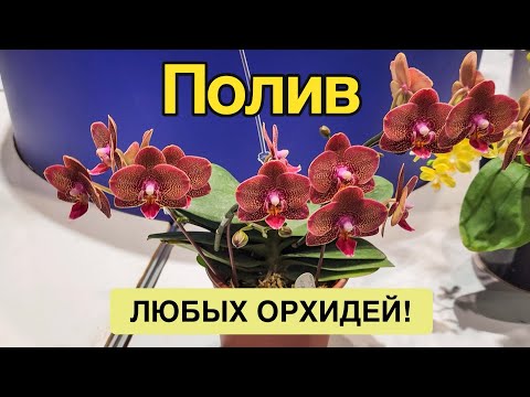Видео: Правила полива орхидей | Часть первая