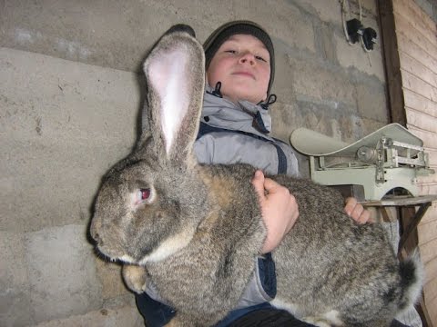 Видео: Кролики великаны