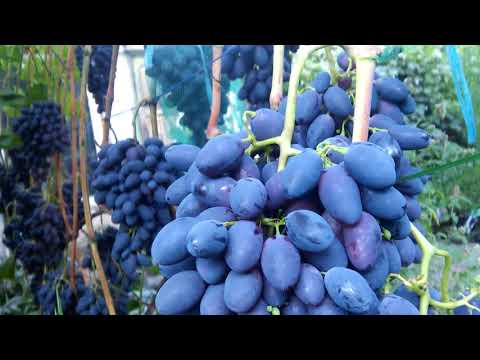 Видео: Виноград Кодрянка...2018г