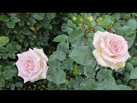 Видео: Японские розы - начало! 🌹🌹🌹