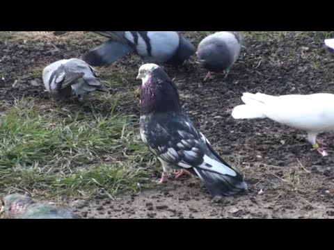 Видео: Полтіннік здивував