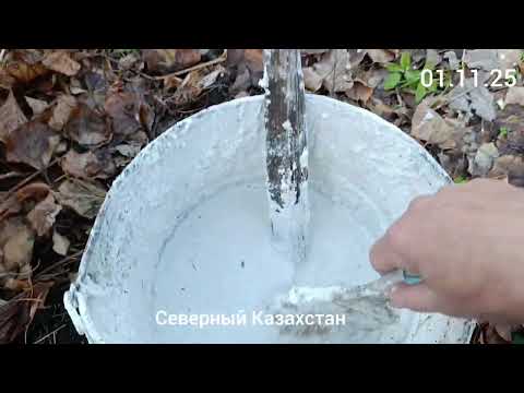 Видео: Морковь самосев на 1 ноября.01.11.25.Сев.Каз