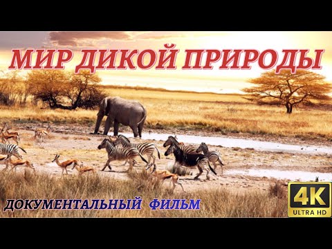 Видео: Удивительный Мир Дикой Природы. Документальный Фильм 4K