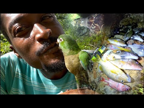 Видео: Ночное погружение, где крокодил и акула, текст песни для рыбы, лобстера и осьминога