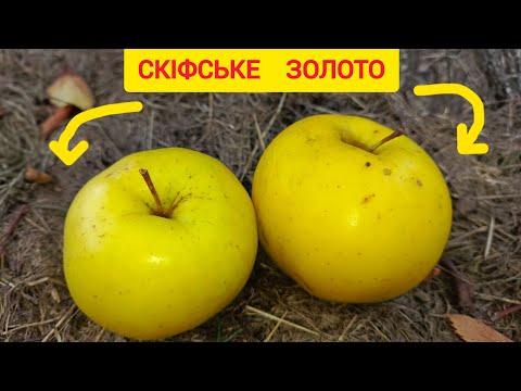 Видео: Яблука СКІФСЬКЕ ЗОЛОТО - найулюбленіше осіннє яблуко. Чудовий сорт, смачні плоди