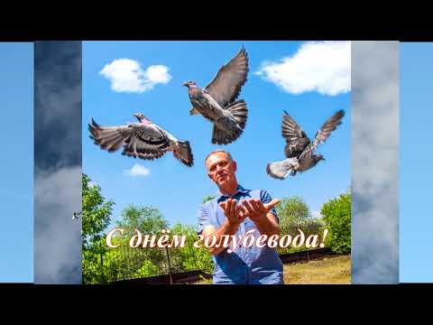 Видео: С ДНЁМ ГОЛУБЕВОДА!